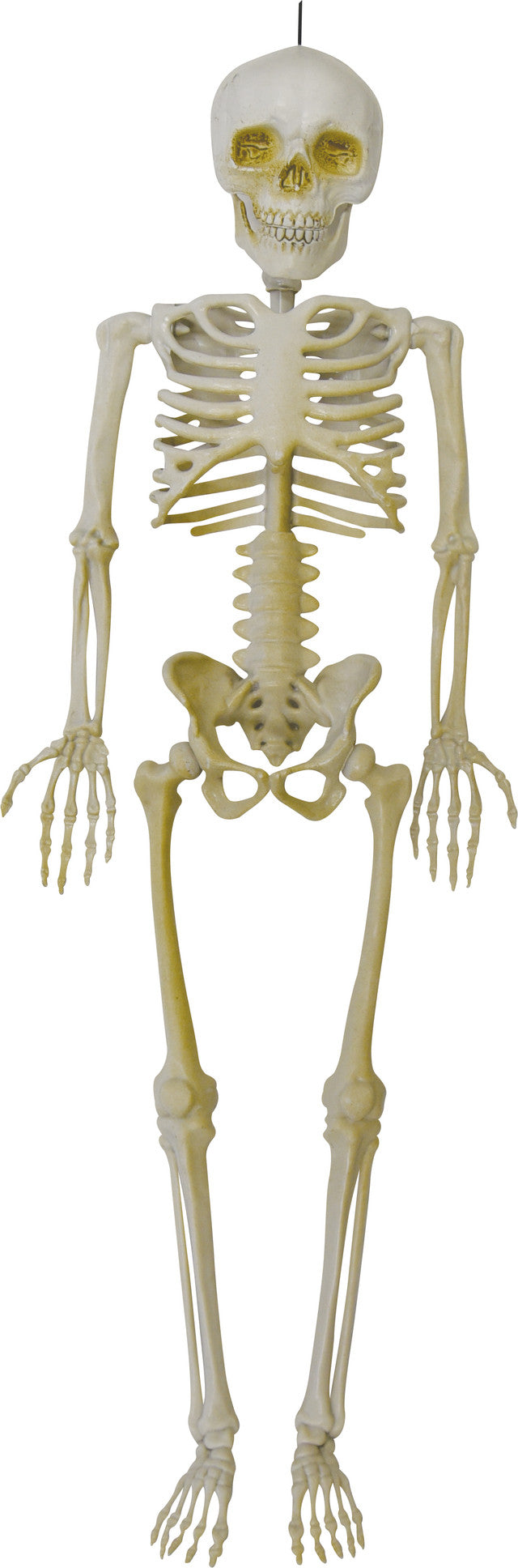 Haning Skeleton