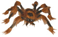 Brown Spider