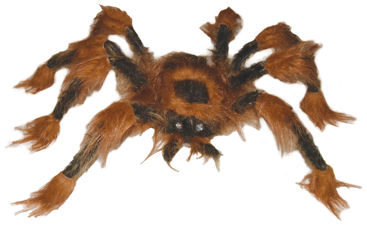 Brown Spider