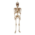 36” Articulated Skeleton