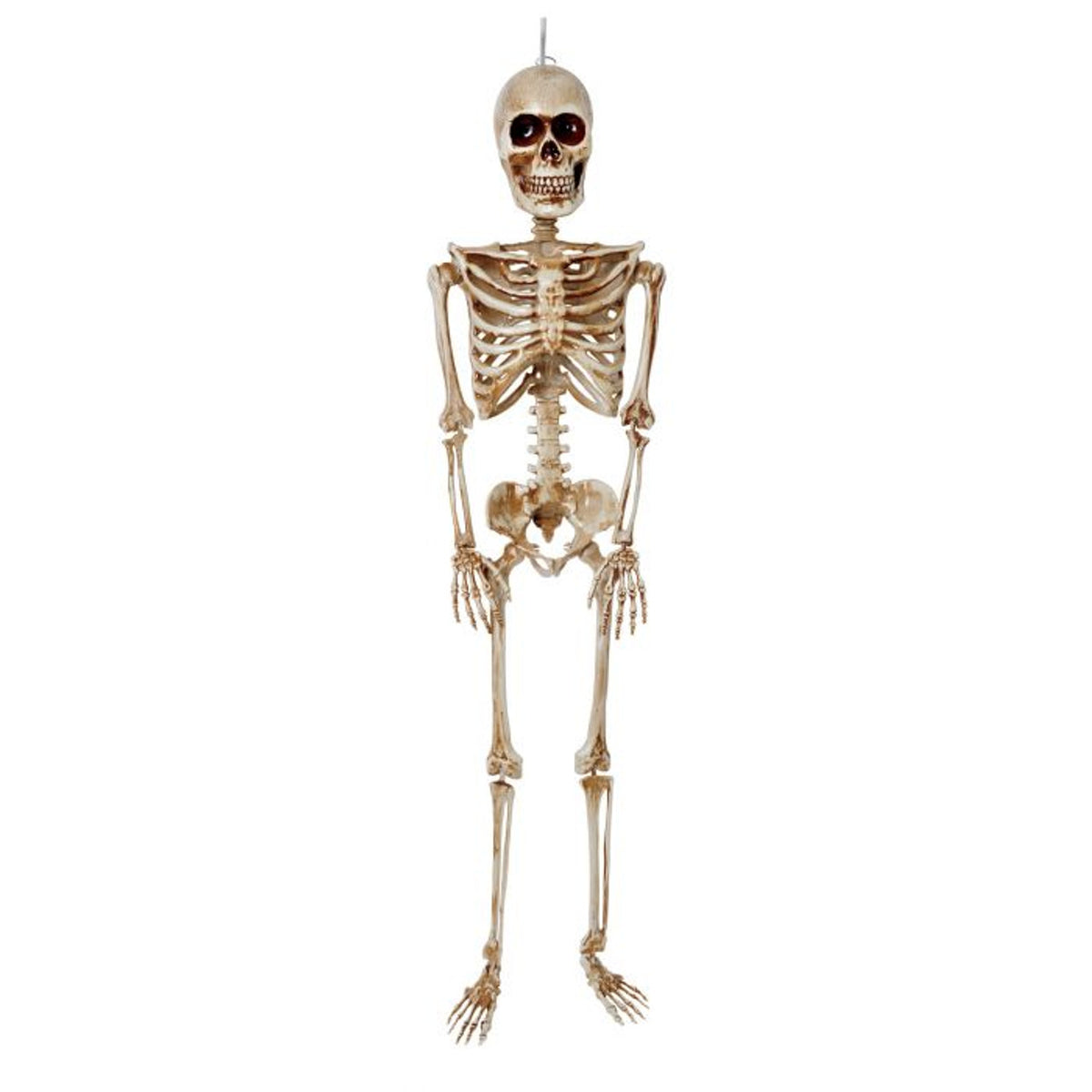 36” Articulated Skeleton